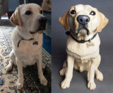 Ludo Labrador, Commission 2015
