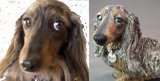 Mika Dachshund, 2015