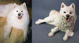 Milo Samoyed, Commission 2012
