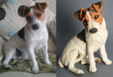 Peggy, Jack Russell Commission 2012