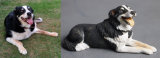 Pip Collie Commission 2014