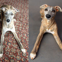 Pippa Whippet, Commission 2016