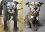 Pippin, Commission 2013