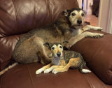 When Poppy met Poppy