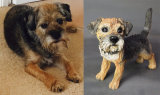 Poppy Border Terrier, 2015
