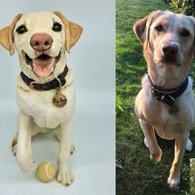 Purdey Labrador, commission 2021