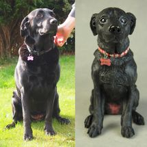 Roxy Labrador, Commission 2018