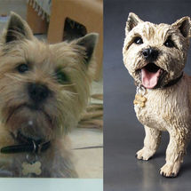 Rusty Cairn Terrier, Commission 2016