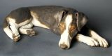 Sleeping Dog 2012