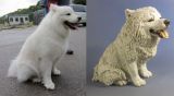 Coco, Samoyed Commission 2011