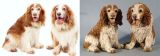 Conor & Jackson, Spaniel Commission 2008