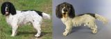 Spaniel Commission 2011