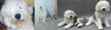 Old English Sheepdog Commission 2011