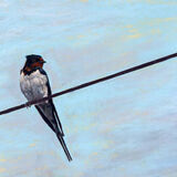 Swallow