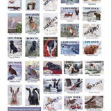 Assorted Christmas Cards
