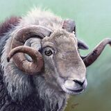 Herdwick Ram 3