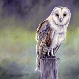 Barn Owl 2