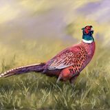 Pheasant