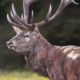 Stag