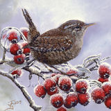 Winter Wren