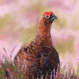 Red Grouse 3