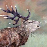 Autumn Stag
