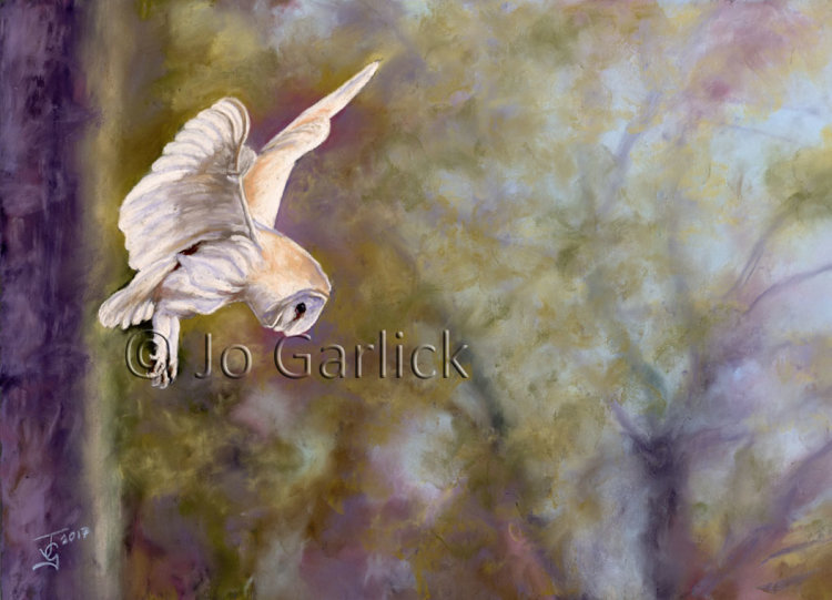 Barn Owl in Flight