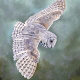 Barn Owl in Flight 3