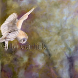 Barn Owl in Flight