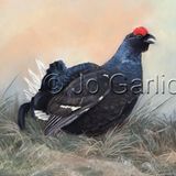 Black Grouse