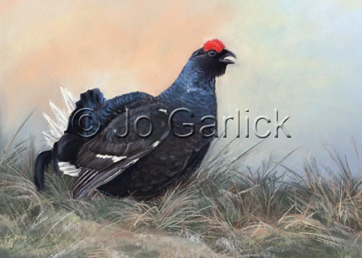 Black Grouse