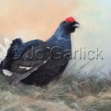 Black Grouse