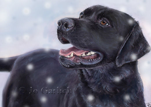 Black Lab in Snow
