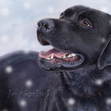 Black Lab in Snow