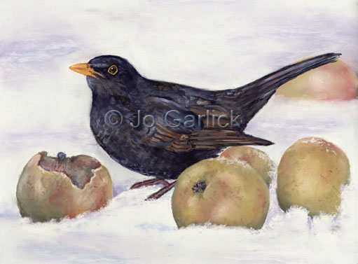 Blackbird