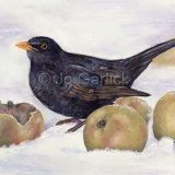 Blackbird