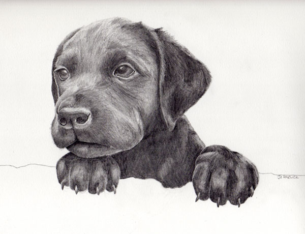 Black Lab Puppy