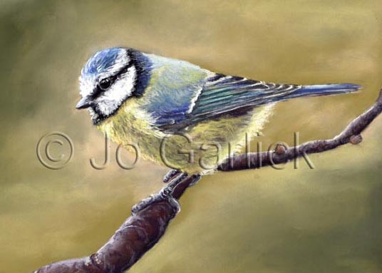 Bluetit