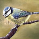 Bluetit