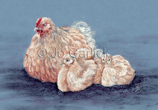 Buff Brood