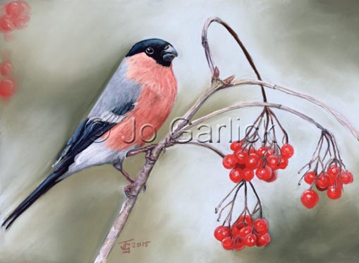 Bullfinch