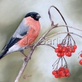 Bullfinch