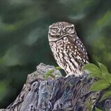 Little Owl 2