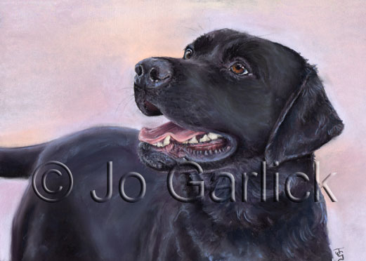 Chief (Black Labrador)