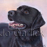 Chief (Black Labrador)