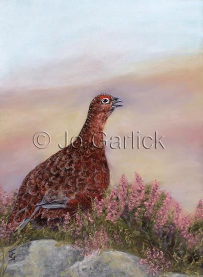 Cocking Grouse II