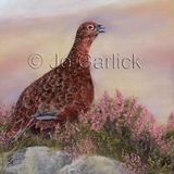 Cocking Grouse II