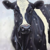 Cow in Snow