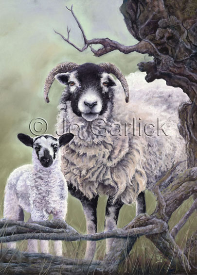 Curious Sheep