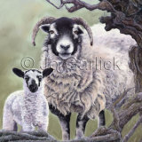 Curious Sheep